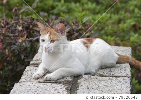 a street homeless cat Cat on the street. 79526548