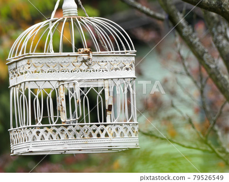 Empty white bird cage garden autumn trees background 79526549