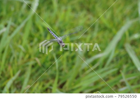 Orthetrum albisum flying in the rain Orthetrum albisum flying in the rain 79526550