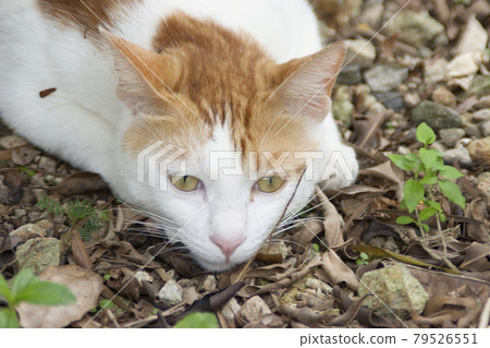 a street homeless cat Cat on the street. a street homeless cat Cat on the street. 79526551