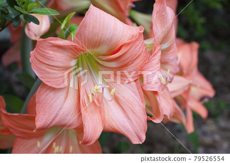 a Lilium spp is blooming in the garden. a Lilium spp is blooming in the garden. 79526554