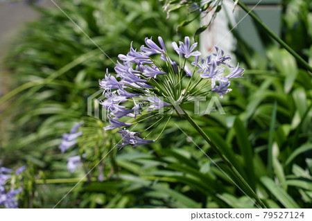 Murasaki Kunsiran Murasaki Kunsiran 79527124