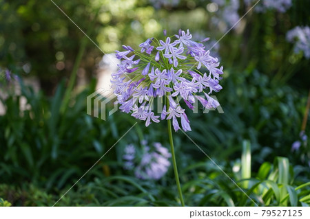 Murasaki Kunsiran 79527125