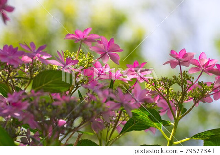 Hydrangea Hydrangea 79527341
