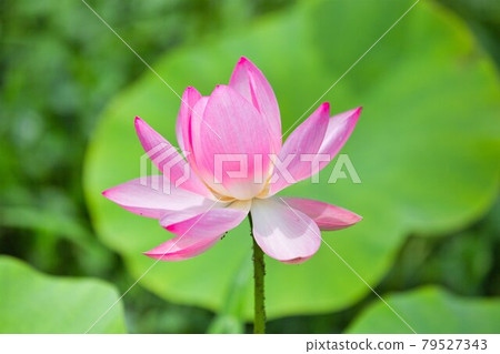 蓮花 79527343