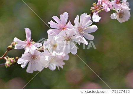 平野神社十月櫻花 79527433