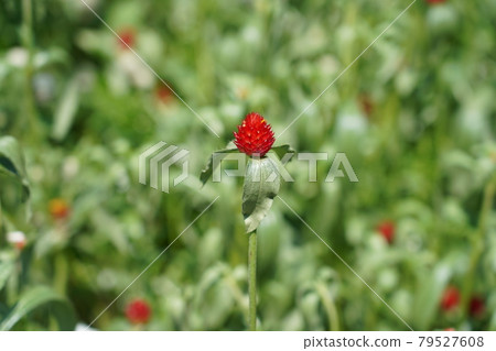 千日紅 千日紅 79527608