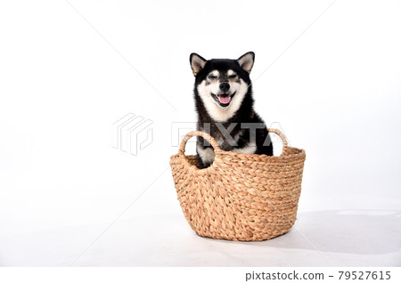 籃子裡一隻黑髮柴犬的畫像 籃子裡一隻黑髮柴犬的畫像 79527615
