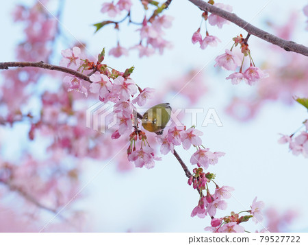 Sakura and mezzo 79527722