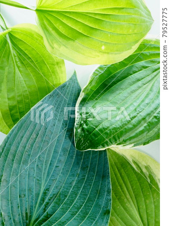 Hosta, a popular leaf in the garden Hosta, a popular leaf in the garden 79527775
