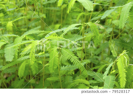 河原結明藥用植物藥草 79528317