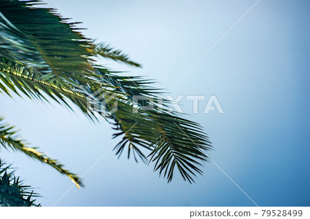 Palm tree leaves as a natural background Palm tree leaves as a natural background 79528499