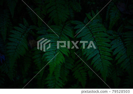 Green leaves of fern plant Green leaves of fern plant 79528503