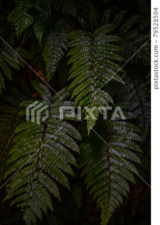 Green leaves of fern plant Green leaves of fern plant 79528504
