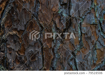 Bark  outermost layers 79528506
