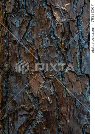 Bark outermost layers Bark outermost layers 79528507
