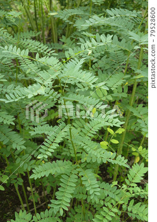 克拉拉藥材 克拉拉藥材 79528600