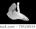 White Betta Fish, Isolated Over Black Color Background. Suitable For Design Stock Object, Rare Siamese Fighting Fish, Betta Splendens, Betta Mandor, Giant Betta, Cut Out 79528939