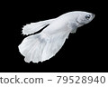 White Betta Fish, Isolated Over Black Color Background. Suitable For Design Stock Object, Rare Siamese Fighting Fish, Betta Splendens, Betta Mandor, Giant Betta, Cut Out 79528940