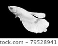 White Betta Fish, Isolated Over Black Color Background. Suitable For Design Stock Object, Rare Siamese Fighting Fish, Betta Splendens, Betta Mandor, Giant Betta, Cut Out 79528941