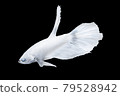 White Betta Fish, Isolated Over Black Color Background. Suitable For Design Stock Object, Rare Siamese Fighting Fish, Betta Splendens, Betta Mandor, Giant Betta, Cut Out 79528942