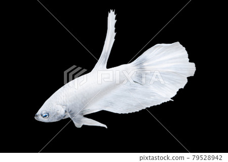 White Betta Fish, Isolated Over Black Color Background. Suitable For Design Stock Object, Rare Siamese Fighting Fish, Betta Splendens, Betta Mandor, Giant Betta, Cut Out White Betta Fish, Isolated Over Black Color Background. Suitable For Design Stock Object, Rare Siamese Fighting Fish, Betta Splendens, Betta Mandor, Giant Betta, Cut Out 79528942