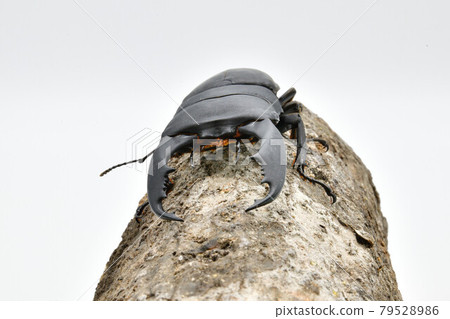 Taiwan Hiratakuwagata 79528986