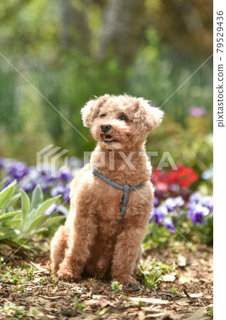 A toy poodle surrounded by flowers in the fresh green A toy poodle surrounded by flowers in the fresh green 79529436