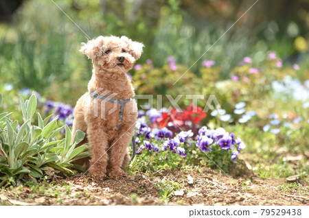 A toy poodle surrounded by flowers in the fresh green A toy poodle surrounded by flowers in the fresh green 79529438