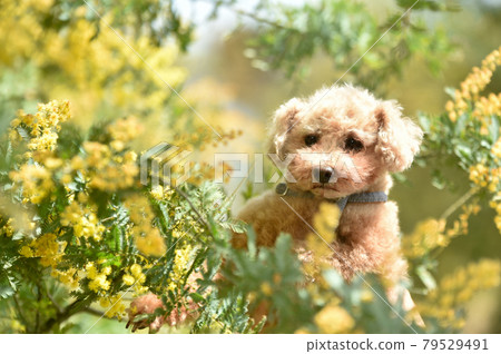 一隻被鮮花環繞的玩具貴賓犬 一隻被鮮花環繞的玩具貴賓犬 79529491