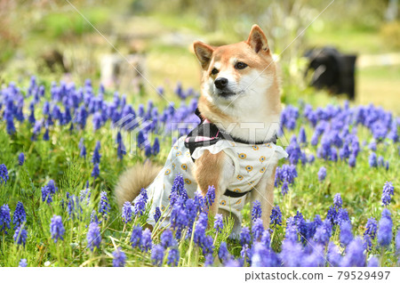 Shiba Inu recommending in a flower field in the fresh green 79529497