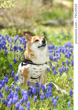 Shiba Inu recommending in a flower field in the fresh green Shiba Inu recommending in a flower field in the fresh green 79529505