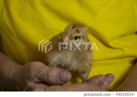 unfocused yellow little chicken in the hands of a man 79529554