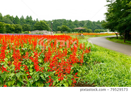 Saitama City, Saitama Prefecture Omiya Hananooka Norin Koen Salvia 79529573