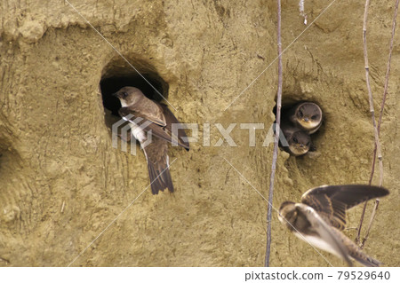 沙馬丁的育兒 79529640