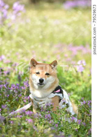 Shiba Inu recommending in the fresh green flower field 79529673