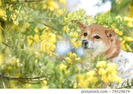 Shiba Inu recommending in the fresh green flower field 79529674
