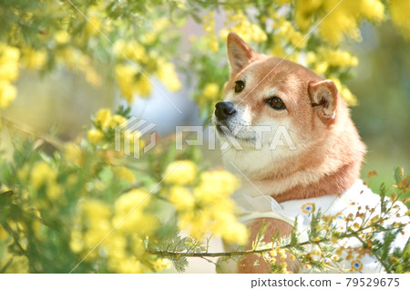 Shiba Inu recommending in the fresh green flower field 79529675