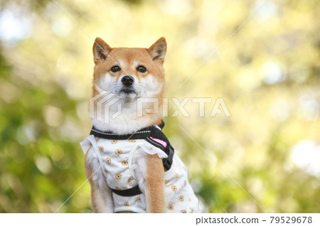 柴犬推薦在新鮮的綠色花田 柴犬推薦在新鮮的綠色花田 79529678