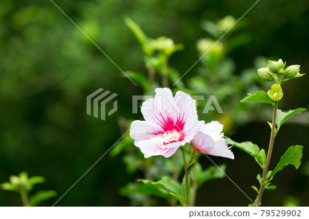 埼玉縣埼玉市大宮花之岡諾林公園牧歌 埼玉縣埼玉市大宮花之岡諾林公園牧歌 79529902