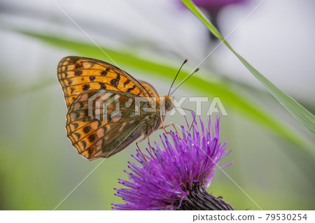 High brown fritillary sucking nectar of Serratula coronata 79530254