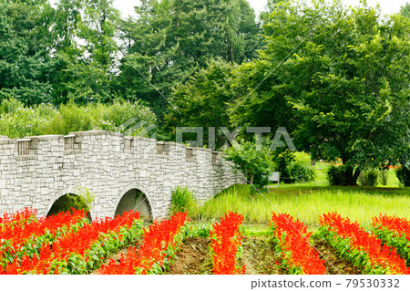 Saitama City, Saitama Prefecture Omiya Hananooka Norin Koen Salvia 79530332