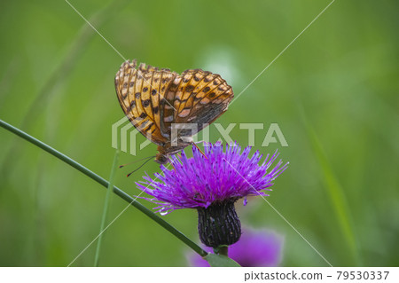 High brown fritillary sucking nectar of Serratula coronata High brown fritillary sucking nectar of Serratula coronata 79530337