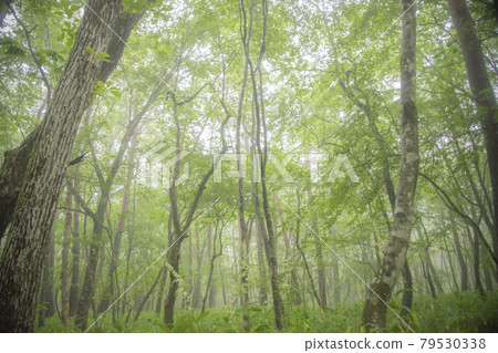 Forest where fog can enter 79530338