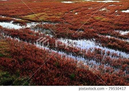 Coral grass community of autumn leaves of Lake Notoro in Ubaranai, Abashiri City Coral grass community of autumn leaves of Lake Notoro in Ubaranai, Abashiri City 79530417