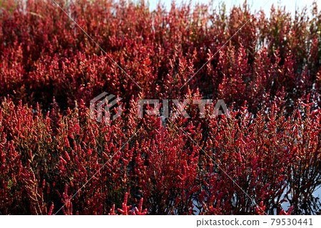 Coral grass community of autumn leaves of Lake Notoro in Ubaranai, Abashiri City 79530441