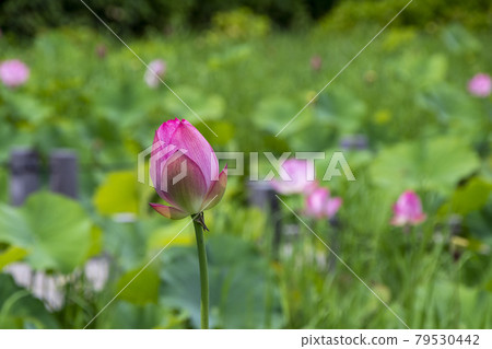 Bud of lotus 79530442