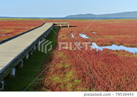 Ornamental road in the coral grass community of autumn leaves of Lake Notoro in Ubaranai, Abashiri City 79530443