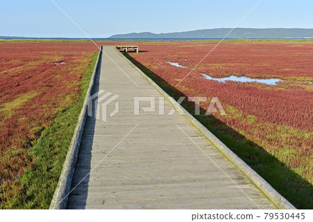網走市能取湖秋葉珊瑚草群落觀賞路 網走市能取湖秋葉珊瑚草群落觀賞路 79530445
