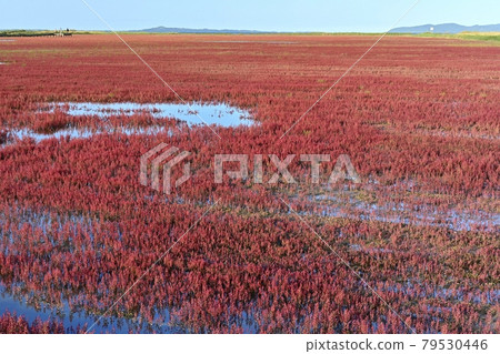 Ornamental road in the coral grass community of autumn leaves of Lake Notoro in Ubaranai, Abashiri City Ornamental road in the coral grass community of autumn leaves of Lake Notoro in Ubaranai, Abashiri City 79530446
